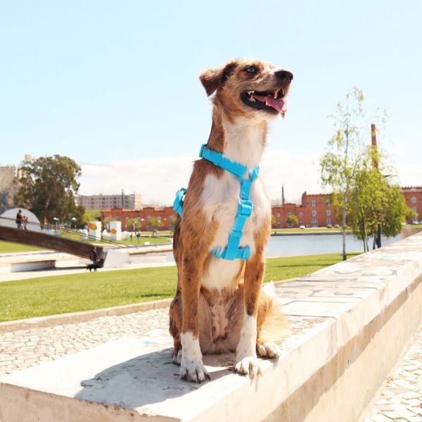 Dashi Back Harness Pettorina per cane modello COLORFLEX Blue small