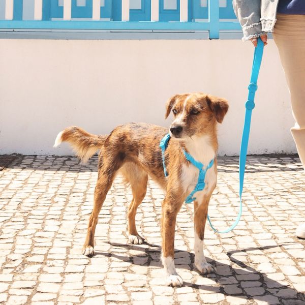 Dashi Back Harness Pettorina per cane modello COLORFLEX Blue small