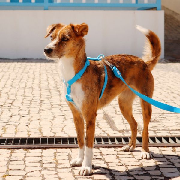 Dashi Back Harness Pettorina per cane modello COLORFLEX Blue small