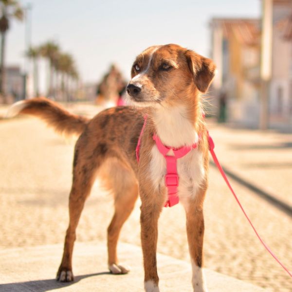 Dashi Back Harness Pettorina per cane modello COLORFLEX Pink small