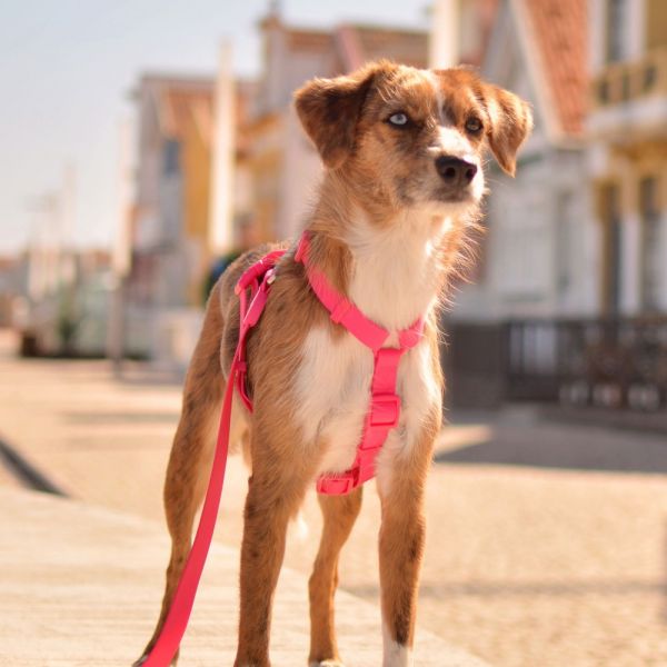 Dashi Back Harness Pettorina per cane modello COLORFLEX Pink small