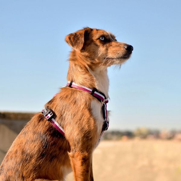 Dashi Back Harness Pettorina per cane modello STRIPES Purple & Black small