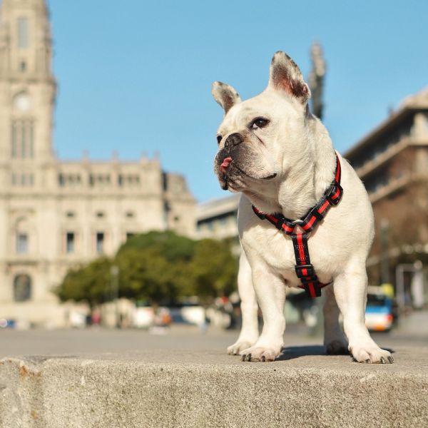 Dashi Back Harness Pettorina per cane modello STRIPES Red e Black small