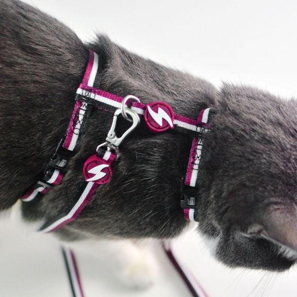 Dashi Cat Harness + Leash Pettorina e guinzaglio per gatto modello STRIPES Purple e Black
