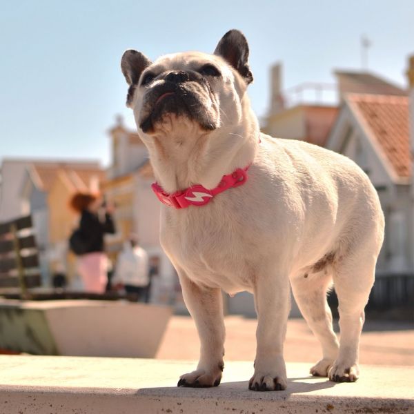 Dashi collari per cane modello COLORFLEX Pink small