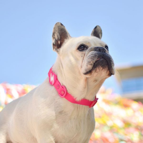 Dashi collari per cane modello COLORFLEX Pink small
