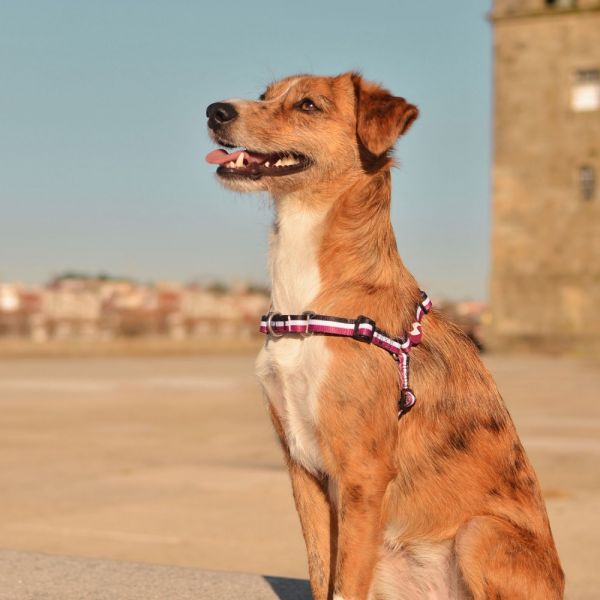 Dashi Front Harness Pettorina per cane modello STRIPES Purple e Black medium