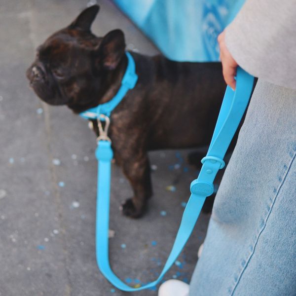 Dashi Leash Guinzagli per cane modello COLORFLEX Blue small