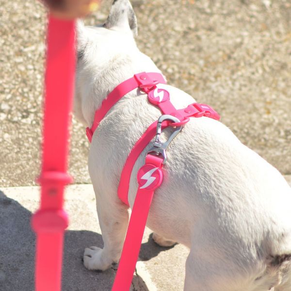 Dashi Leash Guinzagli per cane modello COLORFLEX Pink small