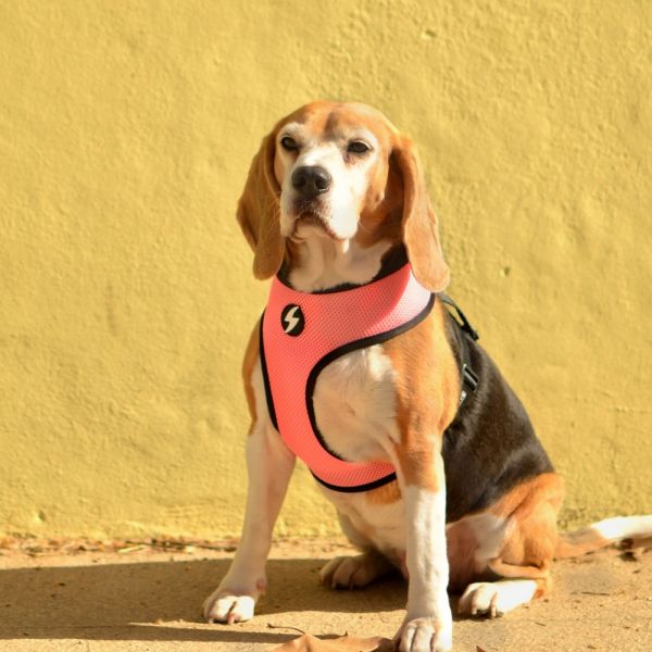 Dashi Neo Mesh Pettorina per cane modello STRIPESSPink e Black small