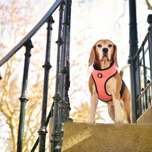 Dashi Neo Mesh Pettorina per cane modello STRIPES Pink e Black small