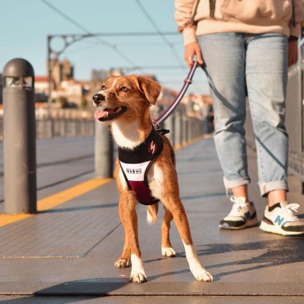 Dashi Neo Mesh Pettorina per cane modello STRIPES Purple e Black extra small