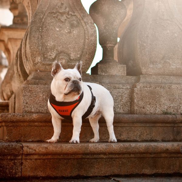 Dashi Neo Mesh Pettorina per cane modello STRIPES Red e Black extra small