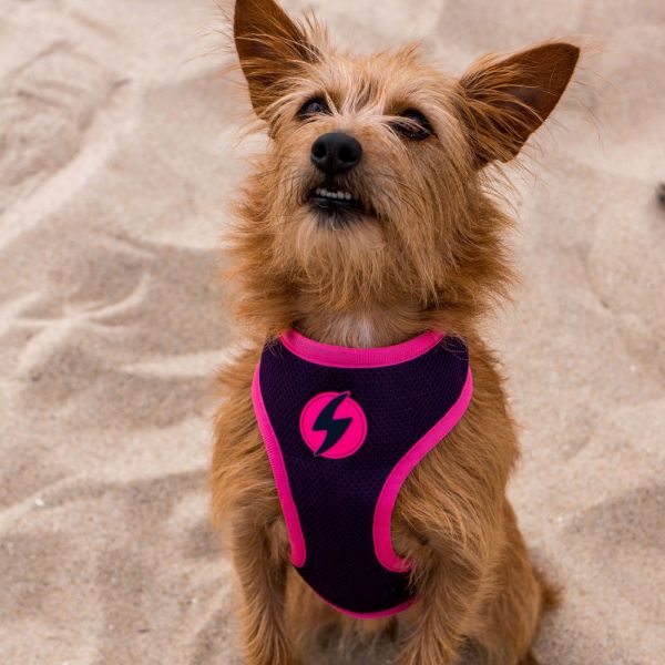 Dashi Neo Mesh Pettorina per cane modello UNICORN extra small