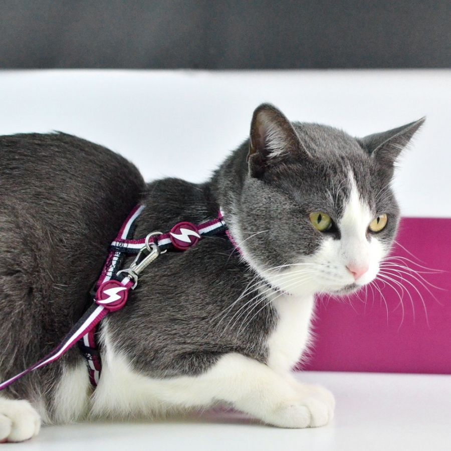 Dashi Cat Harness Leash Pettorina e guinzaglio per gatto modello STRIPES Purple e Black