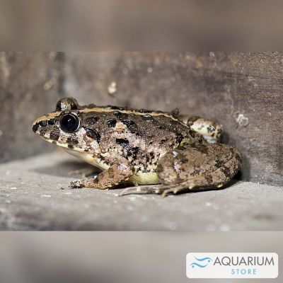 Rana delle risaie taglia media-grande (Fejervarya limnocharis) – anfibio vivo