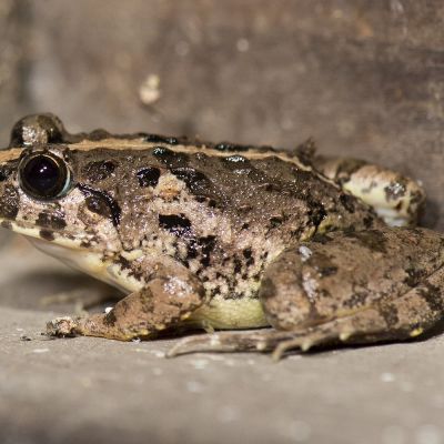 Rana delle risaie taglia media-grande (Fejervarya limnocharis) – anfibio vivo