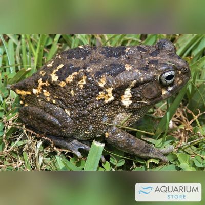 Rospo africano adulto (Sclerophrys regularis) – anfibio vivo