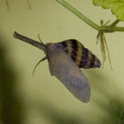 Lumaca Anentome helena (lumaca assassina) – invertebrato vivo acqua dolce