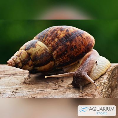 Lumaca gigante africana 2-3 cm (Achatina fulica) – invertebrato vivo terrestre