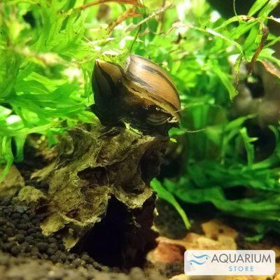 Lumaca Neritina tigre 2 cm (Neritina sp. "Tigre") – invertebrato vivo acqua dolce