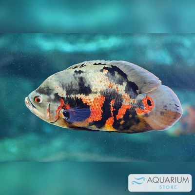 Oscar 5-6 cm (Astronotus ocellatus) – pesce vivo acqua dolce