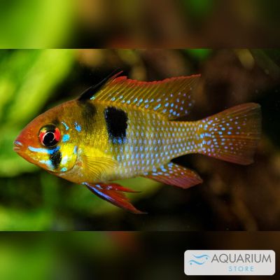 Ramirezi Long Fin XL 4-4,5 cm (Mikrogeophagus ramirezi) – pesce vivo