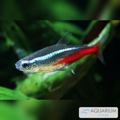 Neon 2,5 cm (Paracheirodon innesi) – pesce vivo