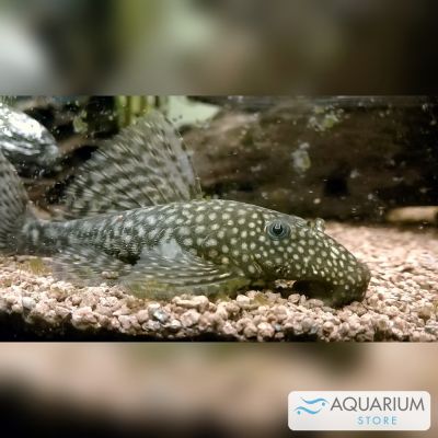Ancistrus 3,5-4 cm (Ancistrus sp.) – pesce vivo acqua dolce