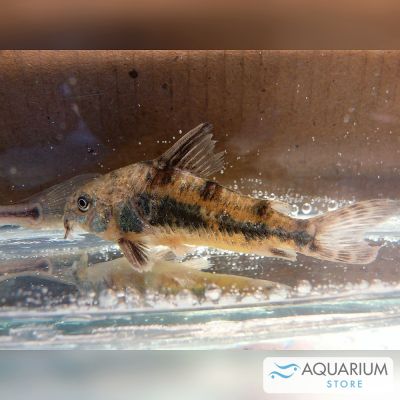Corydoras Paleatus 2,5-3 cm – pesce vivo