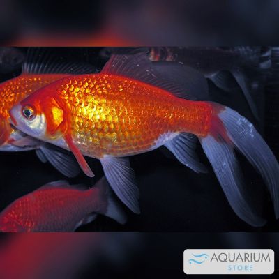 Pesce rosso 4-5 cm (Carassius auratus) – pesce vivo acqua dolce