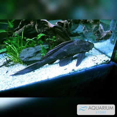 Pleco gibbiceps 4-5 cm (Pterygoplichthys gibbiceps) – pesce vivo acqua dolce