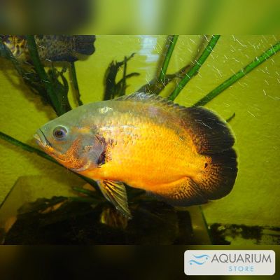 Oscar rosso 5-6 cm (Astronotus ocellatus) – pesce vivo acqua dolce