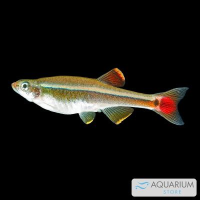 Cardinale cinese 1,5-2 cm (Tanichthys albonubes) – pesce vivo acqua dolce