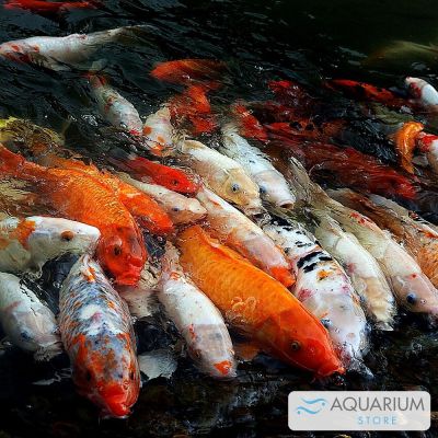 Carpa Koi decorativa mista 8-11 cm (Cyprinus carpio) – pesce vivo acqua dolce