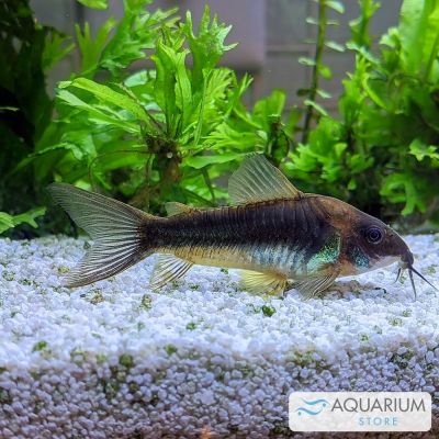 Corydoras aeneus 3-3,5 cm (Corydoras aeneus / schultzei) – pesce vivo acqua dolce