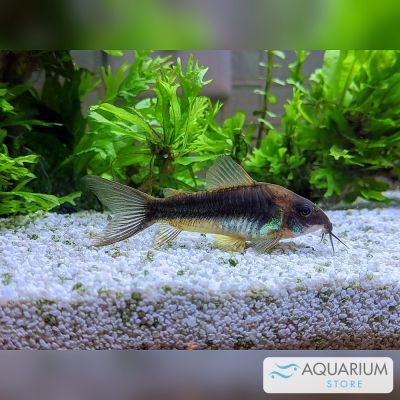 Corydoras aeneus oltre 3,5 cm (Corydoras aeneus / schultzei) – pesce vivo acqua dolce