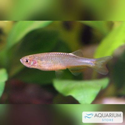 Danio rosa 2-2,5 cm (Danio roseus) – pesce vivo acqua dolce