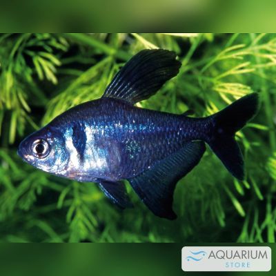 Fantasma nero 2-2,5 cm (Hyphessobrycon megalopterus) – pesce vivo acqua dolce