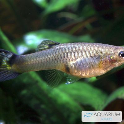 Guppy femmina 3-4 cm (Poecilia reticulata) – pesce vivo acqua dolce