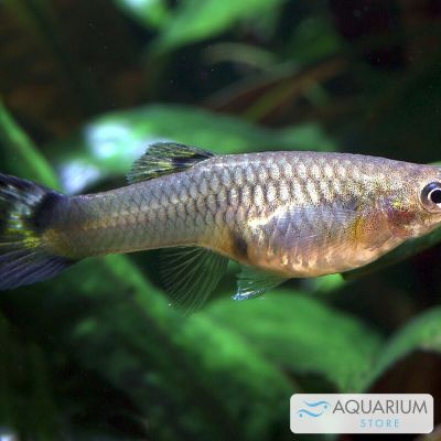 Guppy femmina Supercolor 3-4 cm (Poecilia reticulata) – pesce vivo acqua dolce
