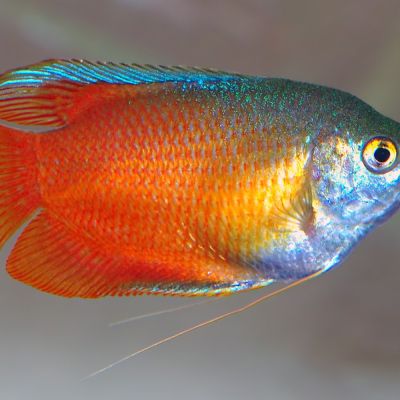 Gurami nano (Trichogaster lalius) – pesce vivo acqua dolce