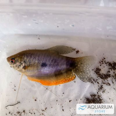 Gurami trichopterus 4-5 cm (Trichopodus trichopterus) – pesce vivo acqua dolce