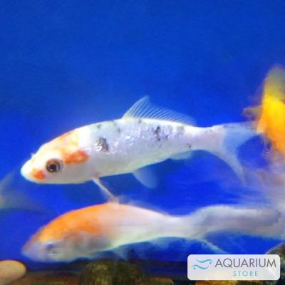 Carpa Koi 8-11 cm (Cyprinus carpio) – pesce vivo acqua dolce