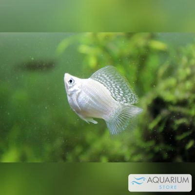 Molly Balloon misto 2,5-3 cm (Poecilia latipinna × sphenops) – pesce vivo acqua dolce