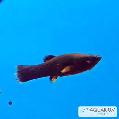 Molly nero XL (Poecilia sphenops) – pesce vivo acqua dolce