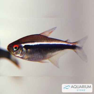 Neon nero oltre 3,5 cm (Hyphessobrycon herbertaxelrodi) – pesce vivo acqua dolce