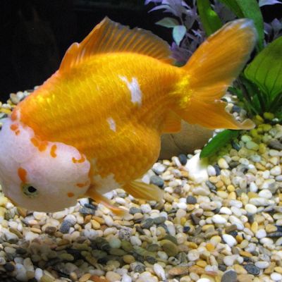 Pesce rosso Oranda (Carassius auratus) – pesce vivo acqua dolce