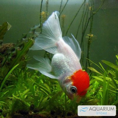 Oranda Red Cap 4-5 cm (Carassius auratus) – pesce vivo acqua dolce
