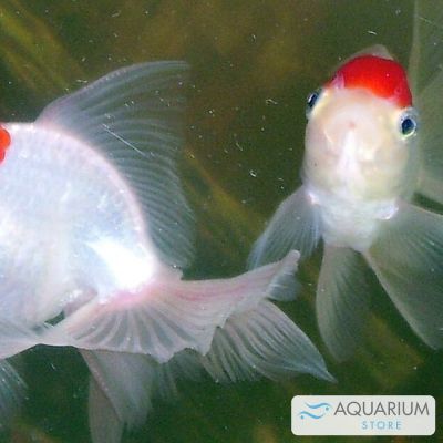 Oranda Red Cap 3-4 cm (Carassius auratus) – pesce vivo acqua dolce